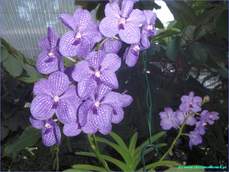 Trwa �adowanie zdj�cia...