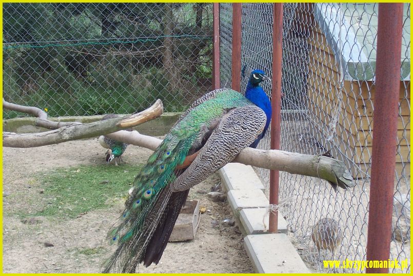 Trwa �adowanie zdj�cia...